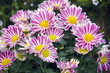 Chrysanthemum flowers