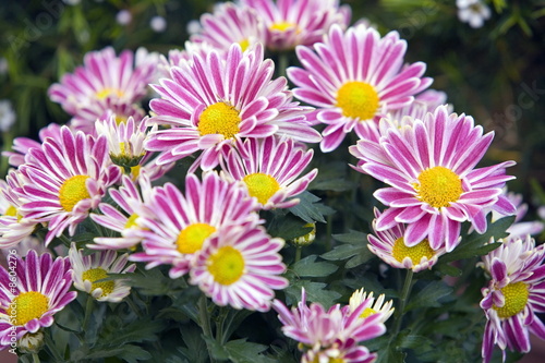 Photo: Chrysanthemum flowers Chrysanthemum flowers