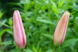 lilly boutons