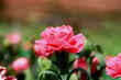 pink carnation