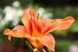 lilly
