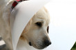 golden retriever et collerette