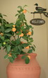 Potted plant and welcome sign