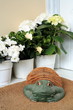 Plants with decorative frog