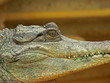 tête de crocodile