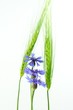 Kornblume und Gerste