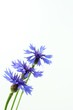 Drei Kornblumen