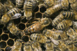 Bienenvolk
