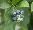 Heidelbeeren