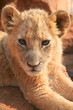 close-up of a cute lion cub, South Africa