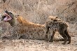 Spotted hyena mother and cub, Kruger National Park, South Africa