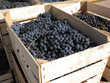Blue grapes in wooden crates, ready for market