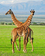 Two giraffes in Serengeti national park