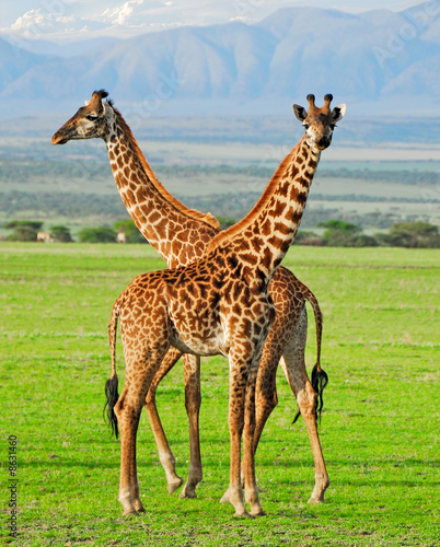 Photo: Two giraffes in Serengeti national park Two giraffes in Serengeti national park