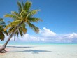 Photo: Bahamas cocotier sur plage Iles Turkoises Bahamas cocotier sur plage Iles Turkoises
