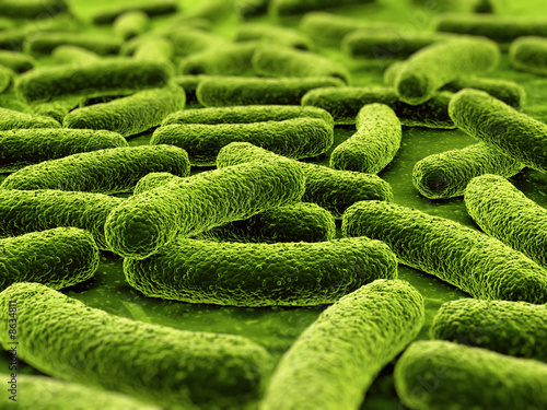 Bacteria Bacteria