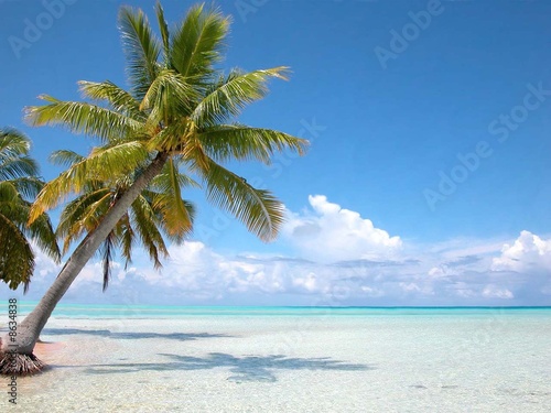 Foto: Bahamas cocotier sur plage Iles Turkoises Bahamas cocotier sur plage Iles Turkoises