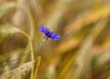 Kornblumen