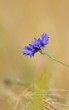 Kornblume