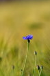 Kornblume im Feld