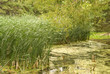Swamp