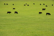 Beef Cattle in Pasture Beef Cattle in Pasture