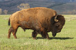 A Wild America Bison A Wild America Bison
