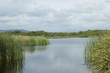 manglave de michoacan, mex