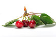 cerises