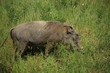 Warthog in the grass