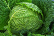 Cabbage