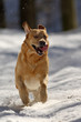 Labrador