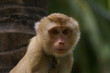 Bébé Singe