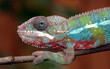 Chameleon