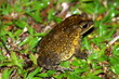 Grenouille 1