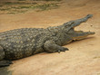 crocodile gueule béante