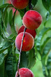 Farm Fresh Peach