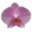 orchidée sur fond blanc