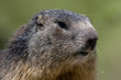 Marmotte