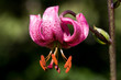 Lys Martagon
