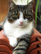 Katze auf dem Dach