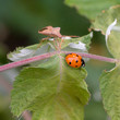 Life beetles