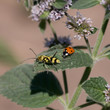 Life beetles
