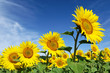 Tournesols