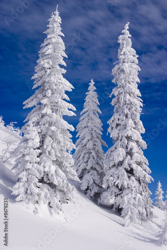 Photo: Snowy landscape on Jahorina mountain near Sarajevo, Bosnia and H Snowy landscape on Jahorina mountain near Sarajevo, Bosnia and H