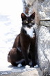 Black and white cat