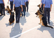 Photos : working dog
