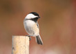 black-capped-chickadee-songbird-4227