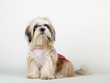 Dog in Studio (1)