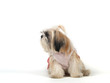 Dog in Studio (2)